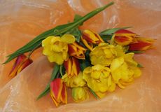 B-Tulpen-18.jpg